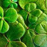 shamrocks